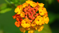 Wandelröschen (1).jpg